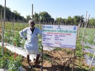 हिन्दुस्तान जिंक की समाधान से जुडे़ किसान उगा रहें हाईवेल्यू फल और सब्जियां