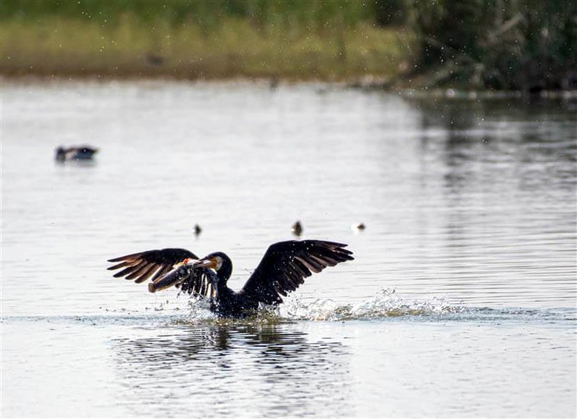 World Nature Conservation Day: Hindustan Zinc Doubles Up Ecological Reclamation with TERI to 13 hectares