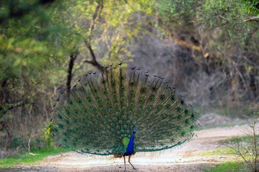 Hindustan Zinc advances Animal Welfare, positively impacting 8.7 lakh animals since 2016